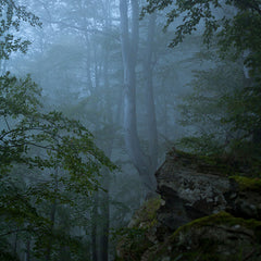 Braun Grün Wald Thema Foto Hintergrund Für Porträt