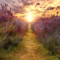 Lavendel Und Sonnenschein Wiese Foto Hintergrund Für Porträt