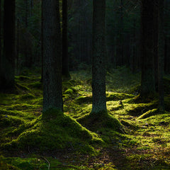 Geheimnis Dunkel Grün Wald Thema Foto Hintergrund Für Porträt